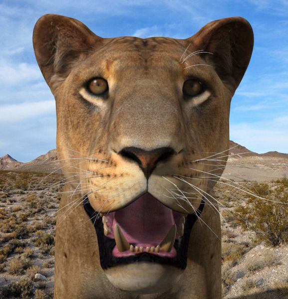 Unique Feline Pack - 3d lion model 3D model_70