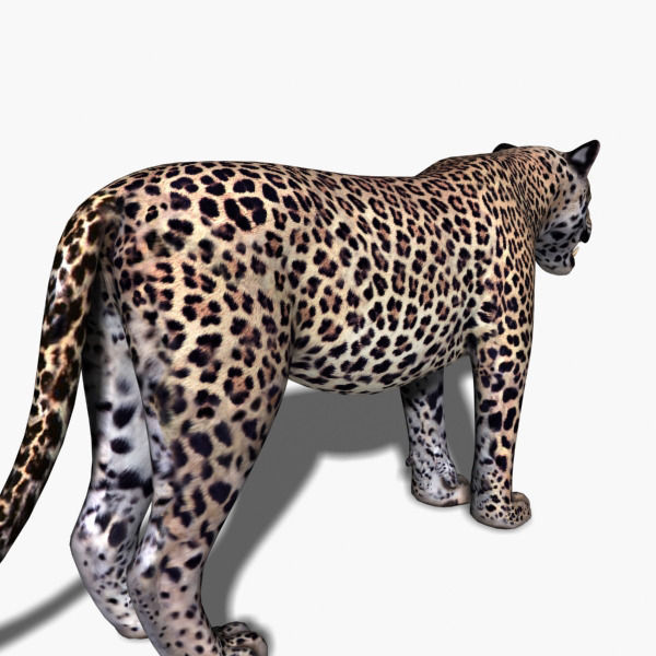 Unique Feline Pack - 3d lion model 3D model_145