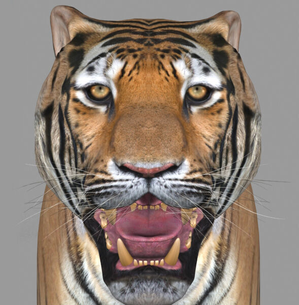 Unique Feline Pack - 3d lion model 3D model_38