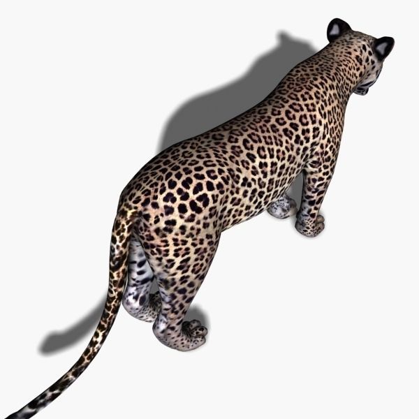Unique Feline Pack - 3d lion model 3D model_141