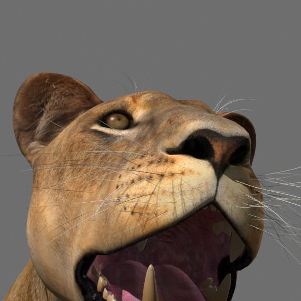 Unique Feline Pack - 3d lion model 3D model_78