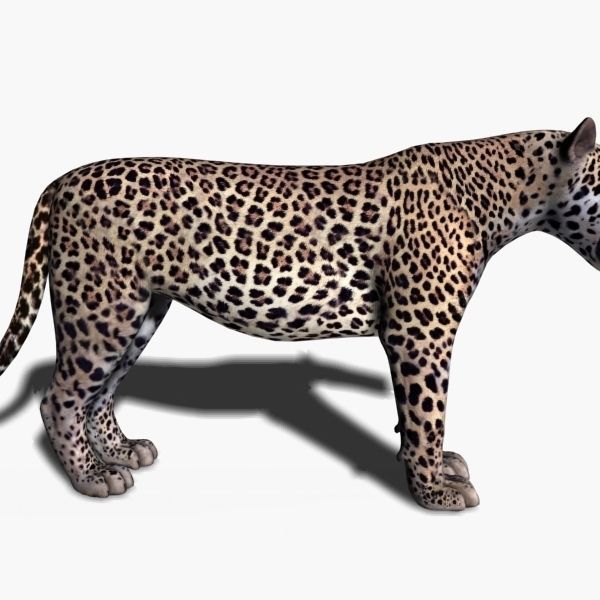 Unique Feline Pack - 3d lion model 3D model_146