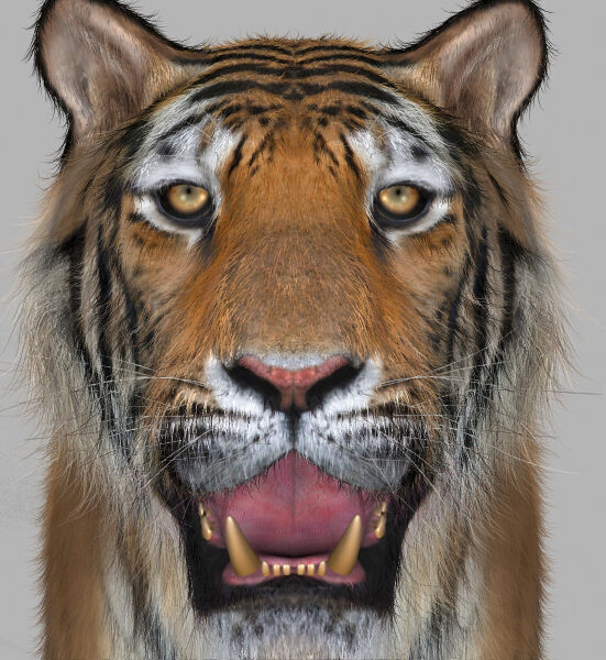 Unique Feline Pack - 3d lion model 3D model_27