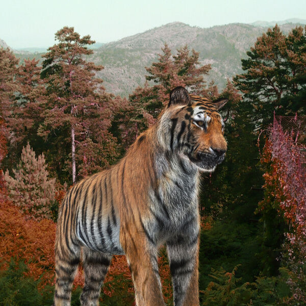 Unique Feline Pack - 3d lion model 3D model_33