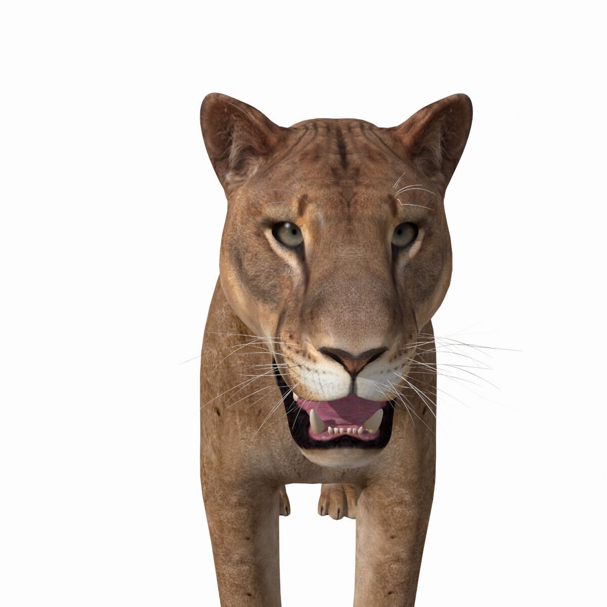Unique Feline Pack - 3d lion model 3D model_26