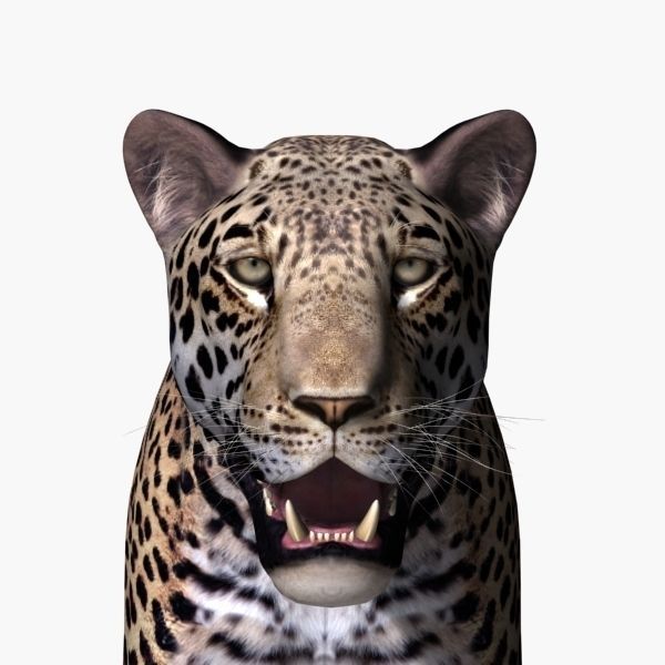 Unique Feline Pack - 3d lion model 3D model_158