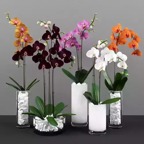 Collection of 5 realistic orchids in pots 3D model