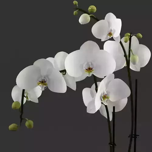 White orchid in glass pot with stones 3D model