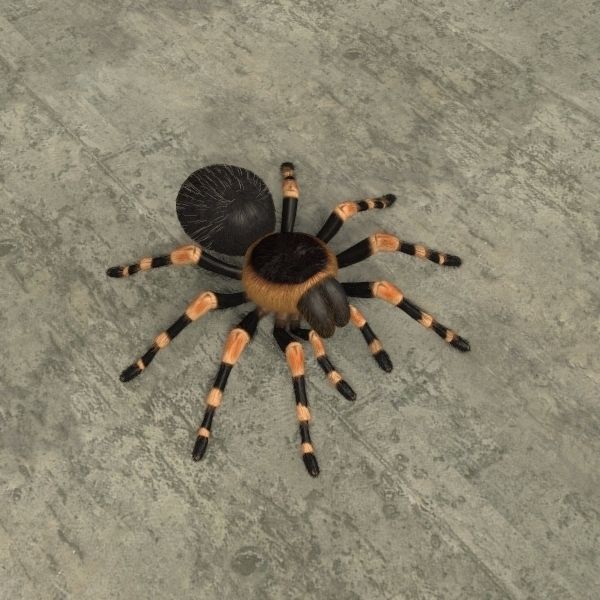 ANIMATED Tarantula 3d model a 3D model_13