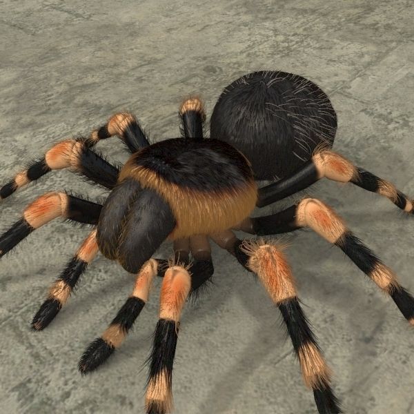 ANIMATED Tarantula 3d model a 3D model_5