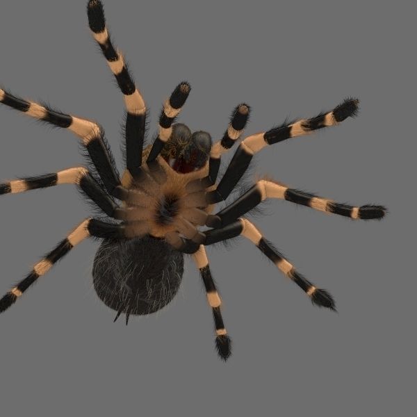 ANIMATED Tarantula 3d model a 3D model_12