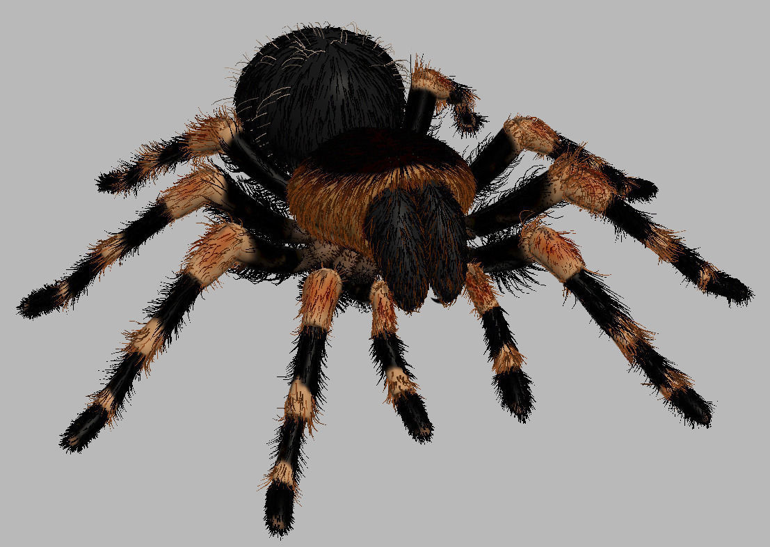 ANIMATED Tarantula 3d model a 3D model_14