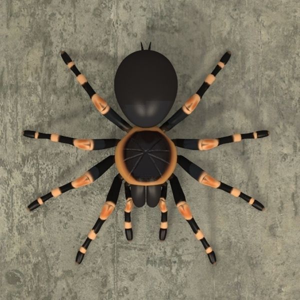 ANIMATED Tarantula 3d model a 3D model_10