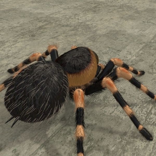 ANIMATED Tarantula 3d model a 3D model_7