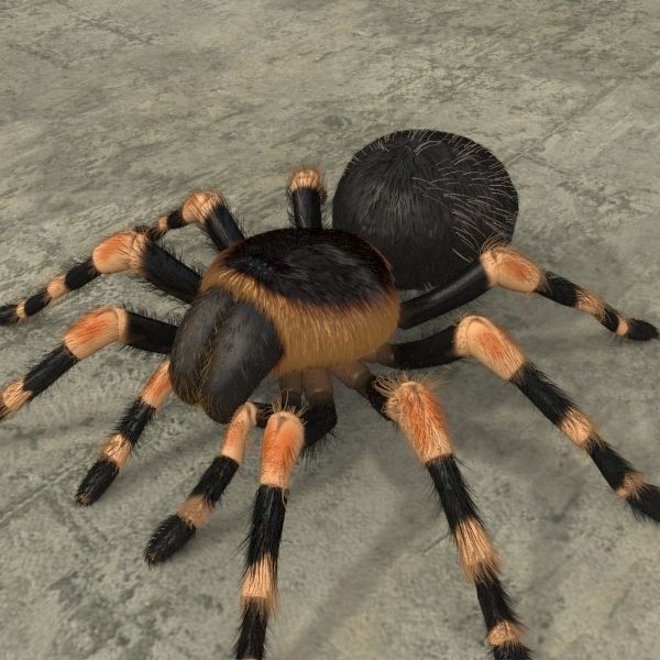 ANIMATED Tarantula 3d model a 3D model_4