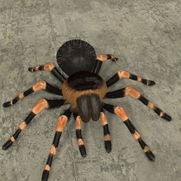 ANIMATED Tarantula 3d model a 3D model_22