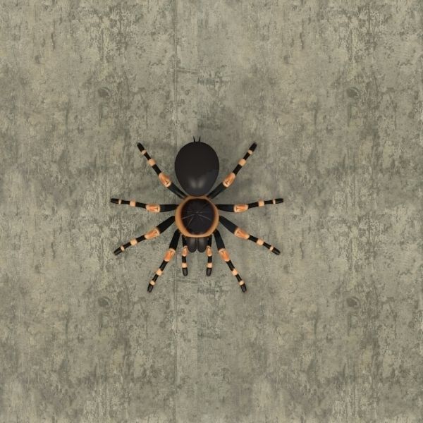 ANIMATED Tarantula 3d model a 3D model_9