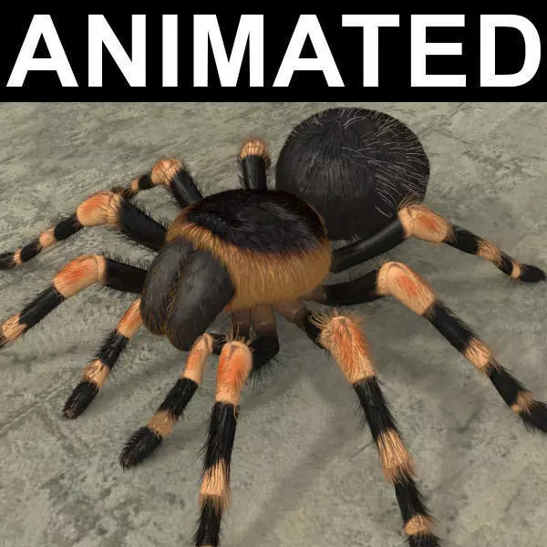 ANIMATED Tarantula 3d model a 3D model_0