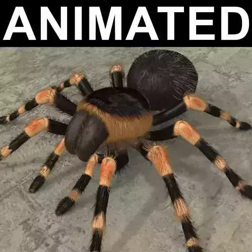 ANIMATED Tarantula 3d model a 3D model
