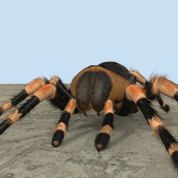 ANIMATED Tarantula 3d model a 3D model_11