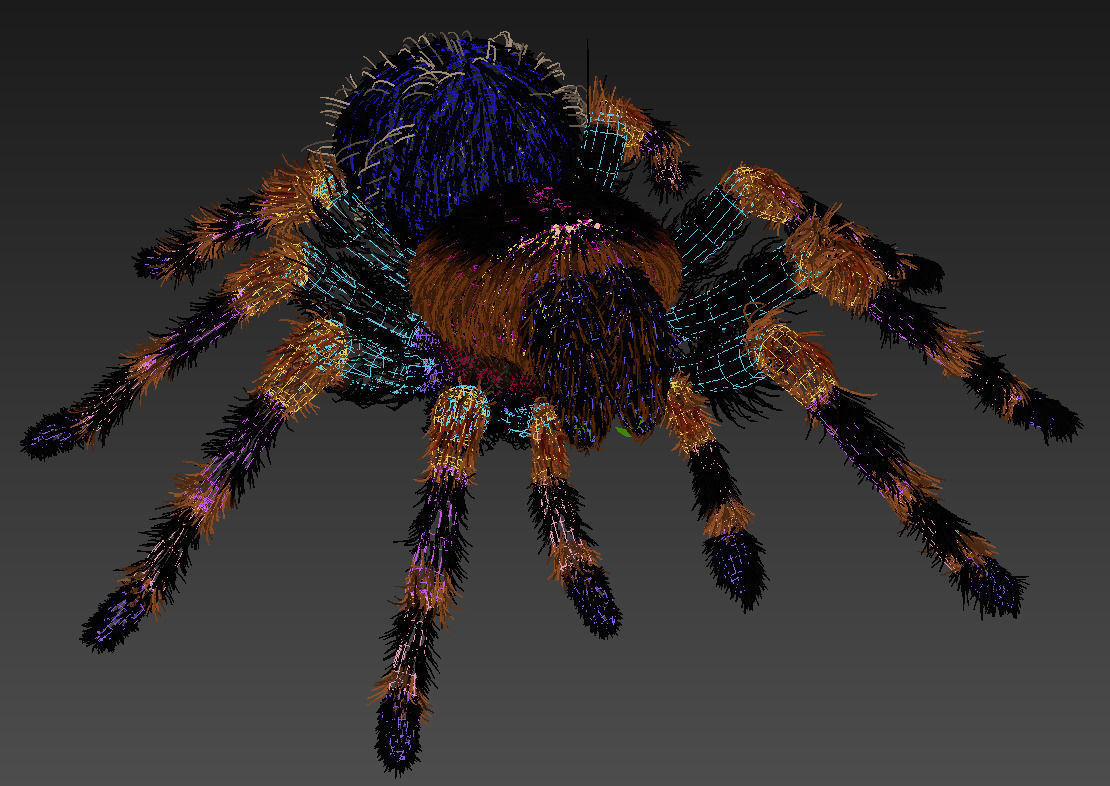 ANIMATED Tarantula 3d model a 3D model_17