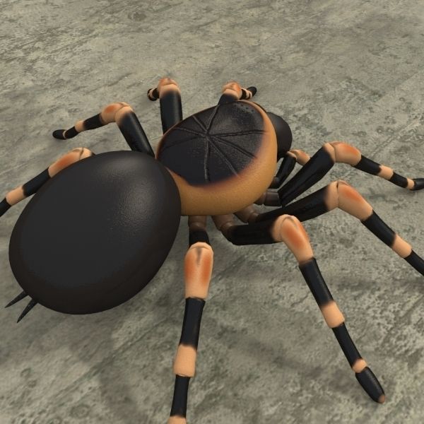 ANIMATED Tarantula 3d model a 3D model_6