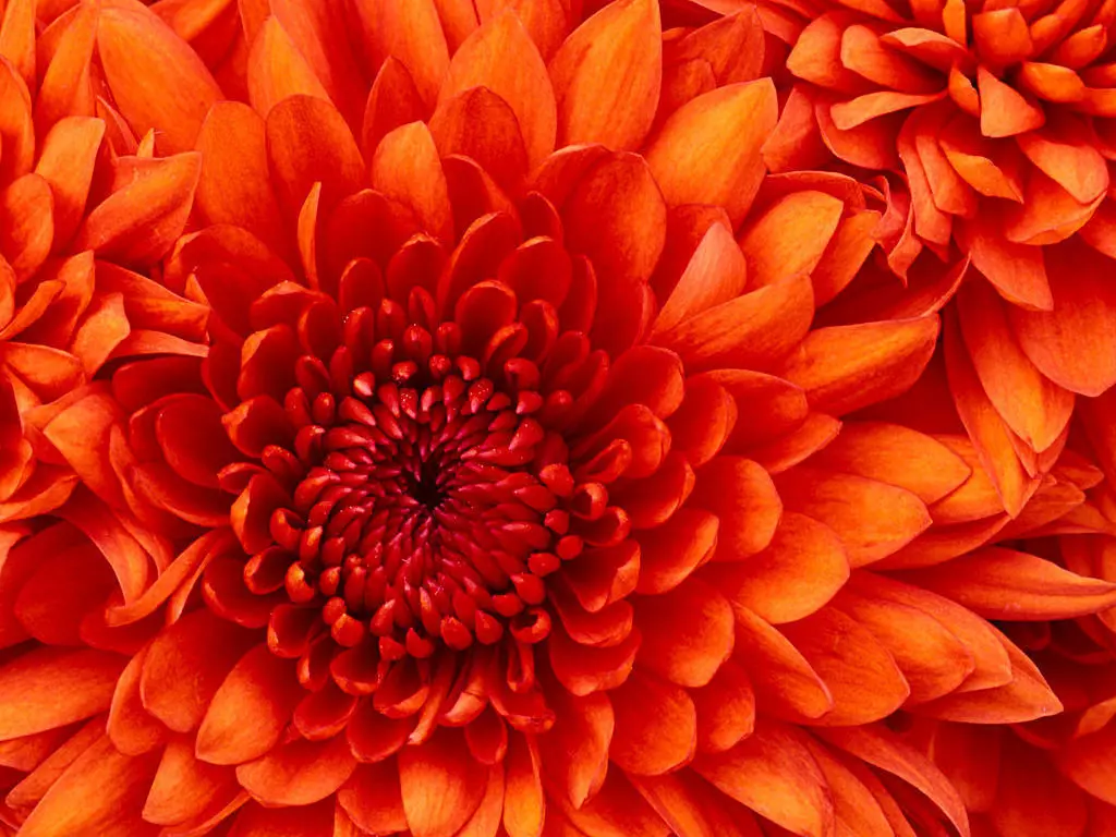 design chrysanthemum Free 3D print model