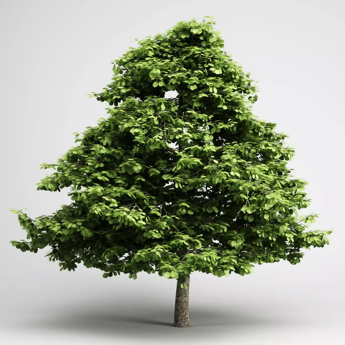 CGAxis Grey Alder 03 3D model_0