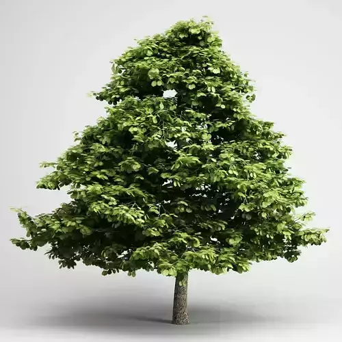 CGAxis Grey Alder 03