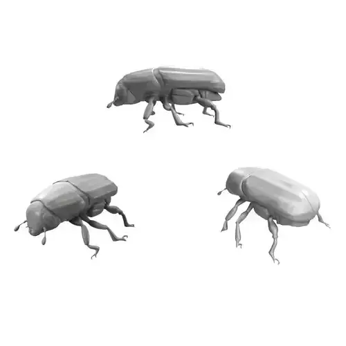 Realistic Beetle model three beetles 3D model