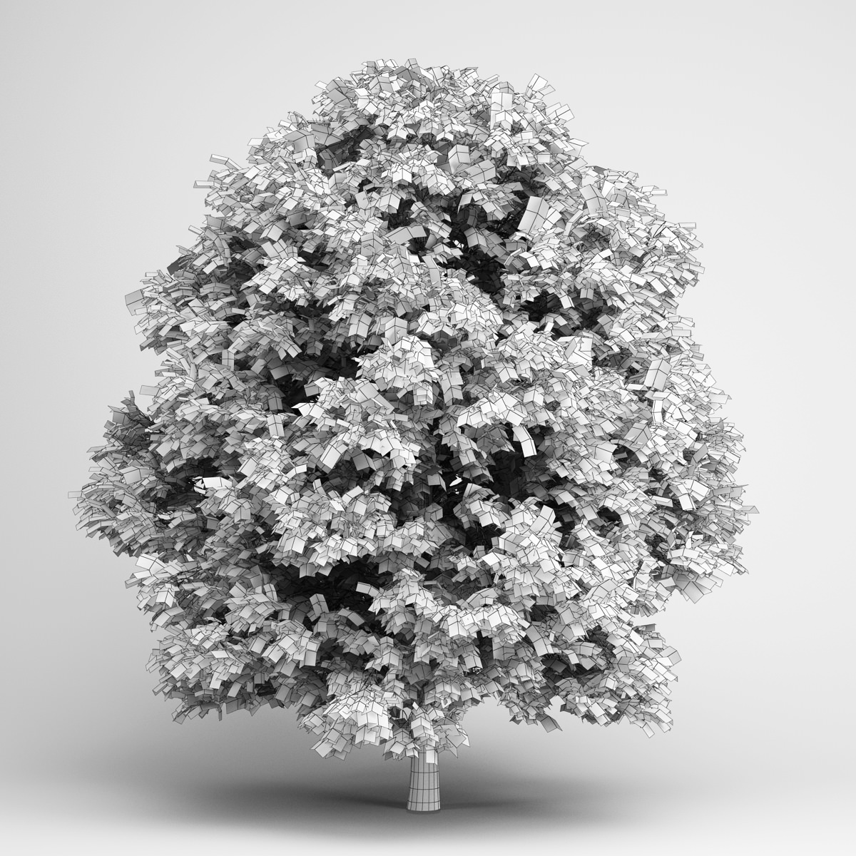 CGAxis European Ash 05 3D model_1