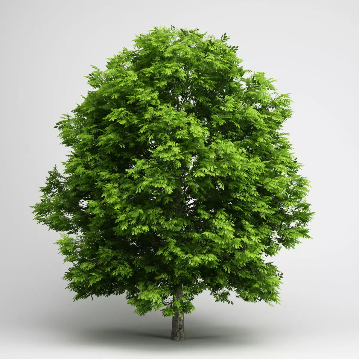 CGAxis European Ash 05 3D model_0