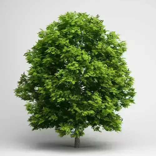 CGAxis European Ash 05