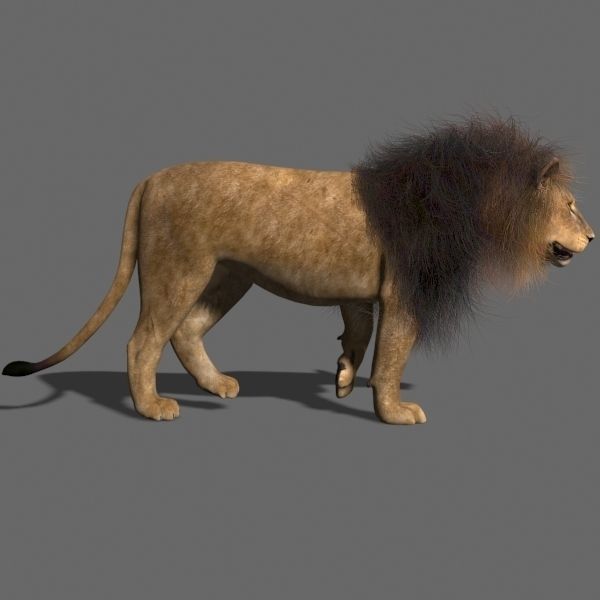 MAjestic Lion - 3d model 3D model_9