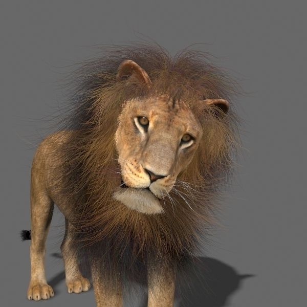 MAjestic Lion - 3d model 3D model_5