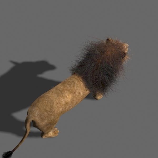 MAjestic Lion - 3d model 3D model_8