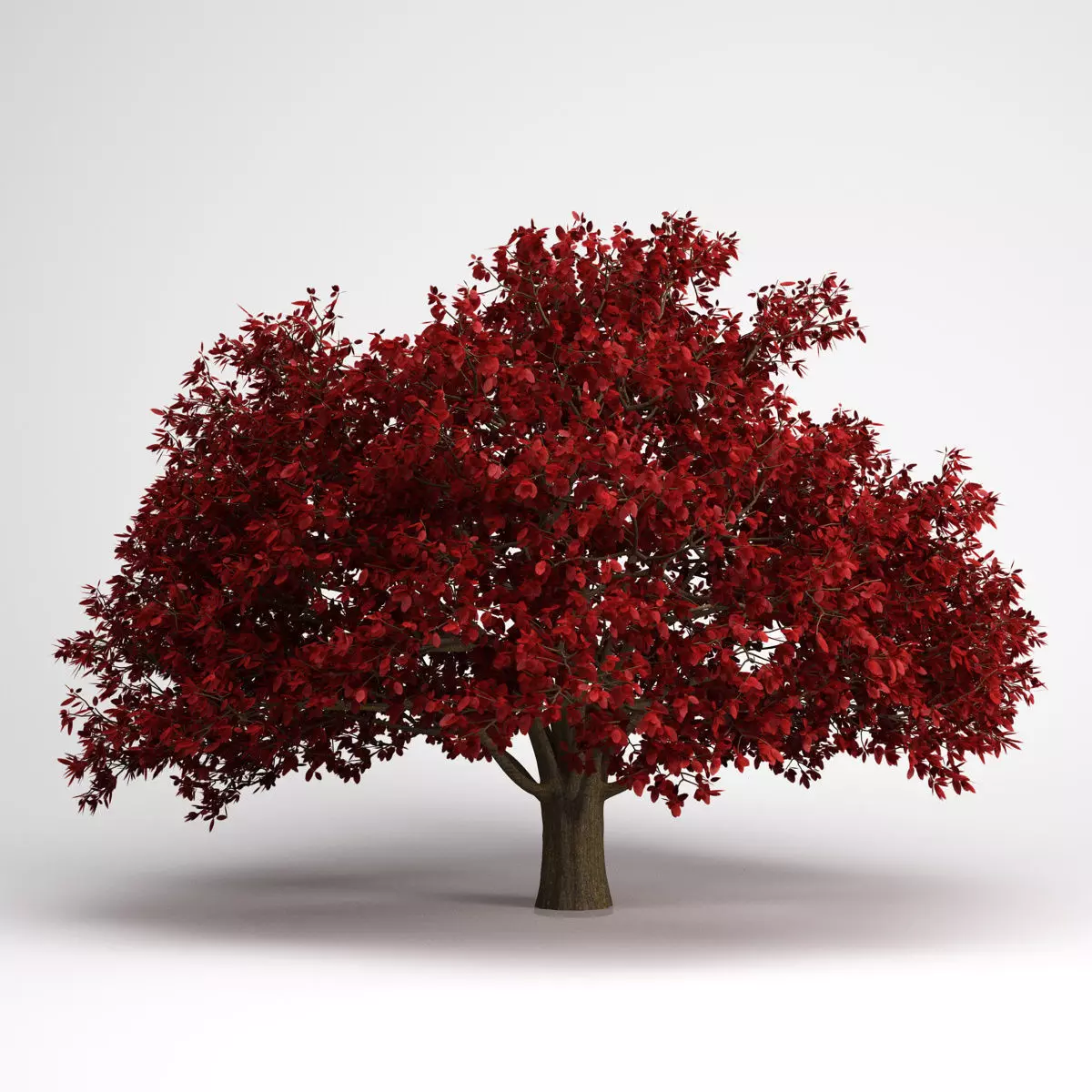 CGAxis Persian Ironwood Tree 11 3D model_0