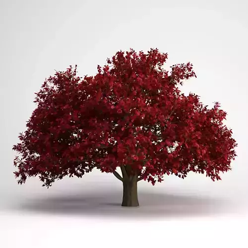 CGAxis Persian Ironwood Tree 11