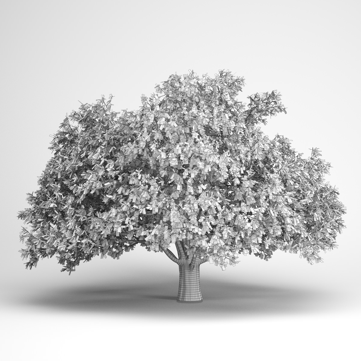 CGAxis Persian Ironwood Tree 11 3D model_1