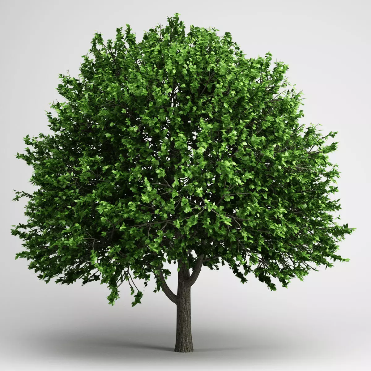 CGAxis American Elm 17 3D model_0