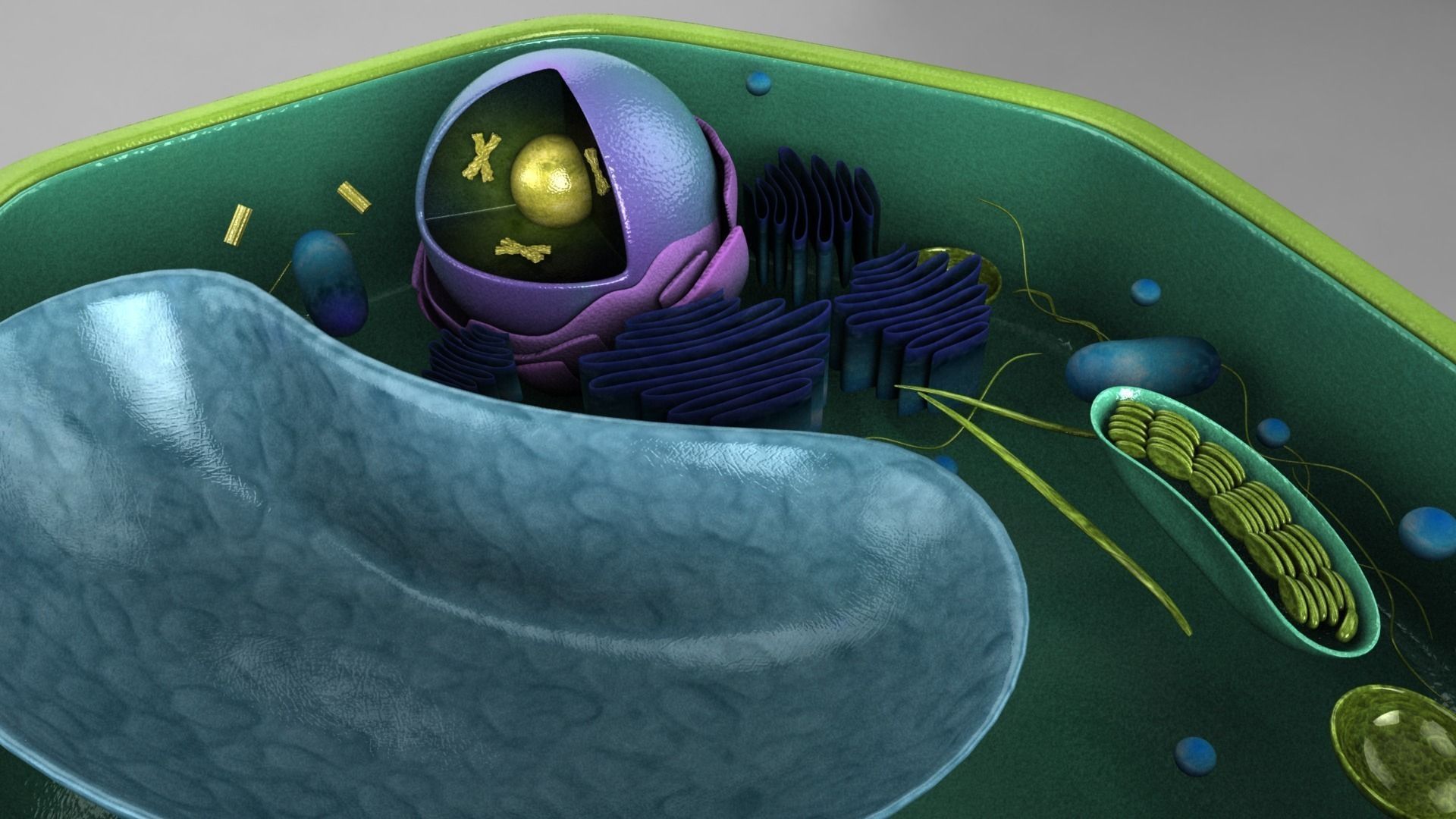 Scientific model of a Plant Cell 3D model_1