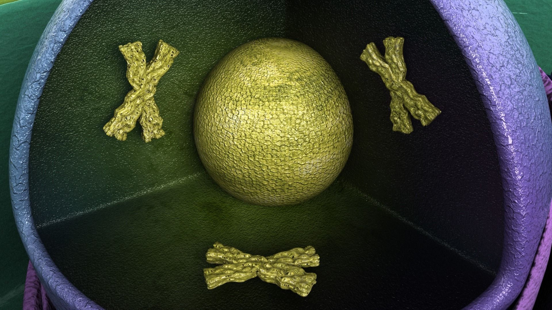 Scientific model of a Plant Cell 3D model_4