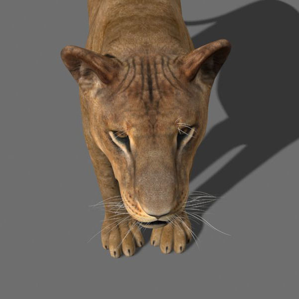 The Ultimate Lioness - 3d model 3D model_5