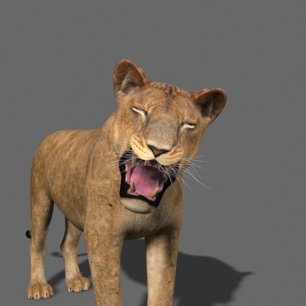 The Ultimate Lioness - 3d model 3D model_25