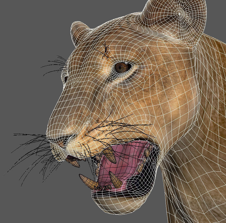 The Ultimate Lioness - 3d model 3D model_15