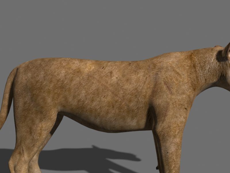 The Ultimate Lioness - 3d model 3D model_10