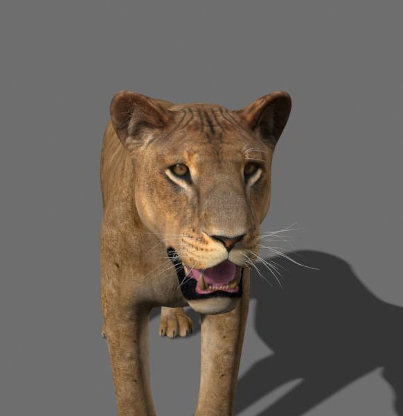 The Ultimate Lioness - 3d model 3D model_9