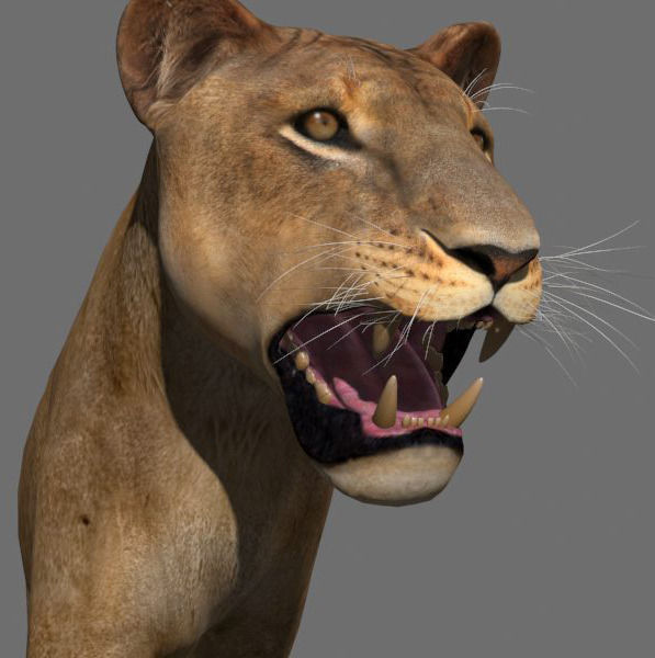 The Ultimate Lioness - 3d model 3D model_13