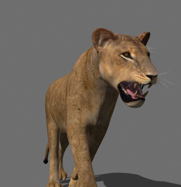 The Ultimate Lioness - 3d model 3D model_11