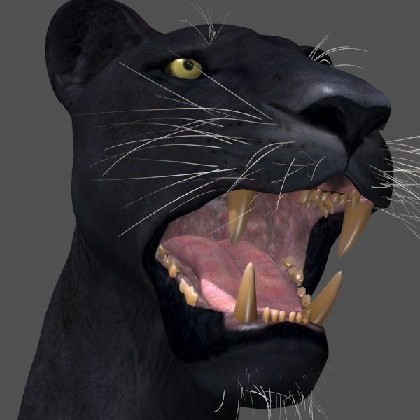 Panther no Fur - 3d model 3D model_3